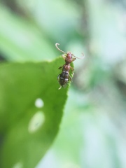 Euderces dimidiatipennis