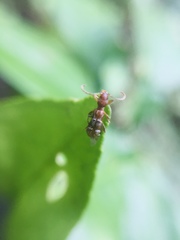 Euderces dimidiatipennis