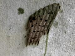 Trypoxylon albitarse