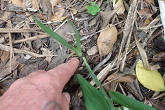 Iris foetidissima