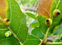 Callirhytis serricornis