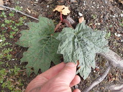 Rheum palmatum