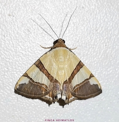 Eulepidotis julianata