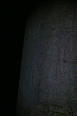 Zimmermannia liebwerdella