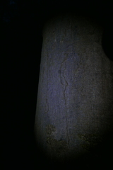 Zimmermannia liebwerdella