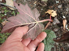 Rheum palmatum