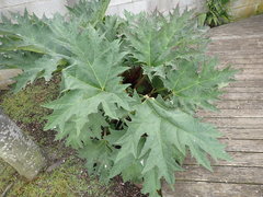 Rheum palmatum