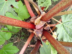 Rheum palmatum