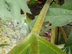 Rheum palmatum