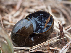 Powelliphanta