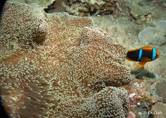 Stichodactyla mertensii