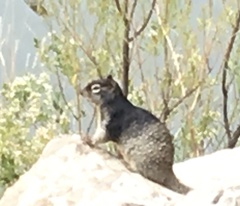 Otospermophilus variegatus