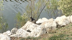 Otospermophilus variegatus