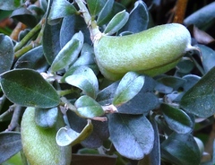 Podalyria sericea