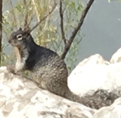 Otospermophilus variegatus