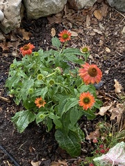 Tithonia rotundifolia