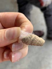 Sceliphron curvatum