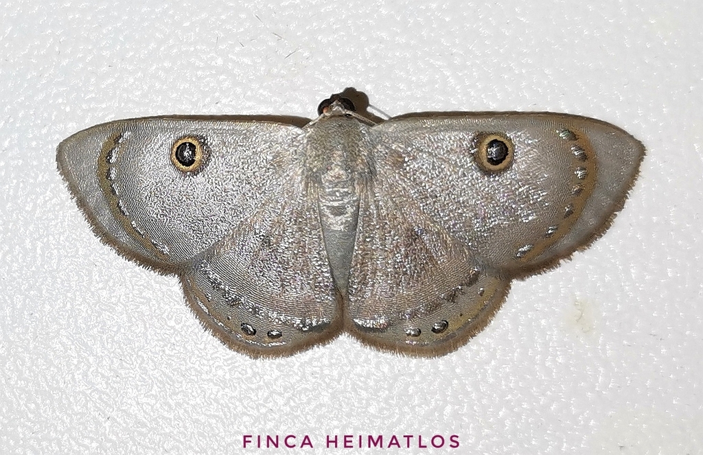 Argyrotome melae