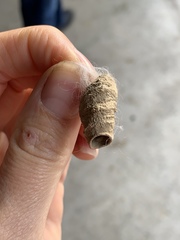 Sceliphron curvatum