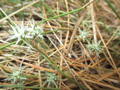 Eryngium aristulatum