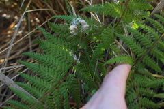 Hypolepis rufobarbata