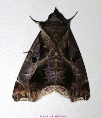 Calyptis