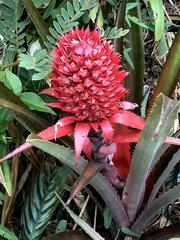 Ananas comosus bracteatus