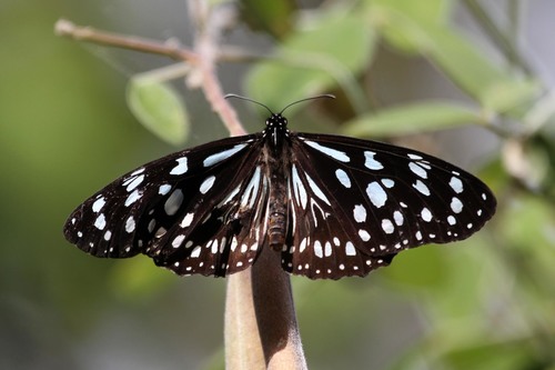 Blue Monarch