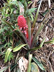 Ananas comosus bracteatus