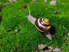 Cepaea nemoralis