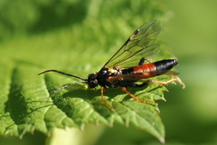 Tenthredopsis friesei