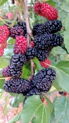 Rubus sellowii