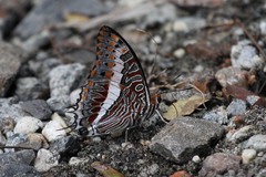 Charaxes saturnus saturnus