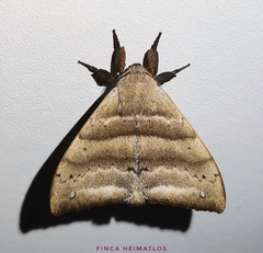 Falcatelodes anava