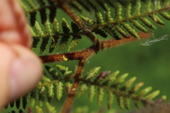 Hypolepis rufobarbata