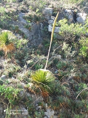 Dasylirion acrotrichum