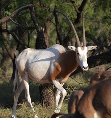 Oryx dammah