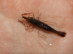 Palaemon macrodactylus