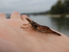 Palaemon macrodactylus