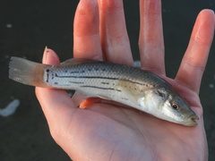 Striped Killifish photo 3