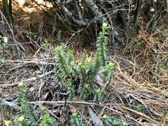 Pimelea pseudolyallii
