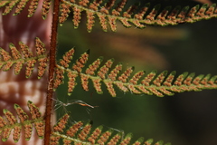 Hypolepis rufobarbata