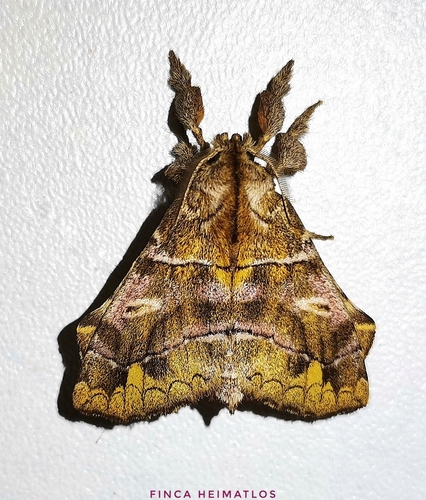 Zanola verago