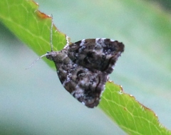 Choreutis diana