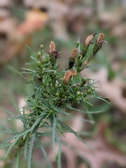 Vernonia lettermannii