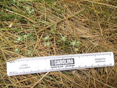 Eryngium aristulatum