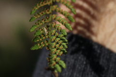 Hypolepis rufobarbata