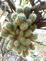 Mammillaria prolifera