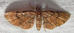 Eupithecia peckorum