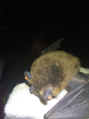 Myotis californicus